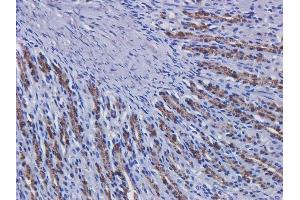 Immunohistochemical staining of rat stomach tissue using anti-EGFR antibody  Matuzumab. (Rekombinanter EGFR (Matuzumab Biosimilar) Antikörper  (Extracellular Domain))