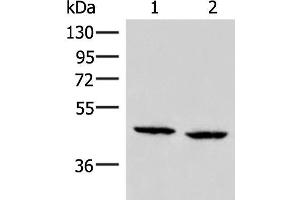 Western blot analysis of PC3 and Hela cell lysates using ZFYVE27 Polyclonal Antibody at dilution of 1:350 (ZFYVE27 Antikörper)