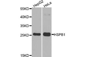 Western blot analysis of extracts of various cell lines, using HSPB1 antibody (ABIN5970070) at 1/1000 dilution. (HSP27 Antikörper)