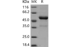 Western Blotting (WB) image for Killer Cell Lectin-Like Receptor Subfamily B Member 1F (KLRB1F) protein (Fc Tag) (ABIN7196700) (KLRB1F Protein (Fc Tag))
