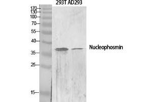 Western Blot analysis of various cells using Nucleophosmin Polyclonal Antibody diluted at 1:2000. (NPM1 Antikörper  (AA 10-90))
