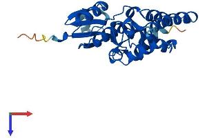 CLIC2 Protein (AA 1-247) (His tag)