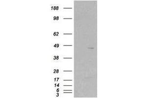 Image no. 2 for anti-Src Kinase Associated Phosphoprotein 2 (SKAP2) (C-Term) antibody (ABIN374180) (SKAP2 Antikörper  (C-Term))