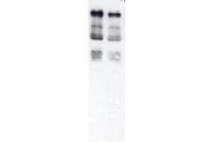 Western blot of Ubiquitin. (Ubiquitin Antikörper)