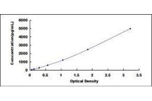 ELISA image for Nicotinic Acetylcholine Receptor beta (CHRNB1) ELISA Kit (ABIN432261)
