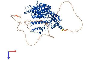 HDC Protein (AA 1-662) (His tag)