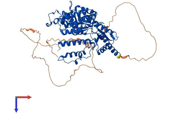 HDC Protein (AA 1-662) (His tag)