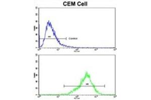 Flow Cytometry (FACS) image for anti-Transglutaminase 4 (Prostate) (TGM4) antibody (ABIN3002879) (TGM4 Antikörper)