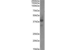 Western Blot using anti-CD34 antibody My10. (Rekombinanter CD34 Antikörper)