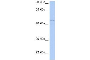 WB Suggested Anti-PAOX Antibody Titration: 0. (PAOX Antikörper  (Middle Region))