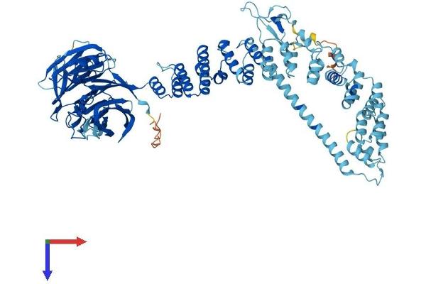 VPS41 Protein (AA 1-854) (His tag)