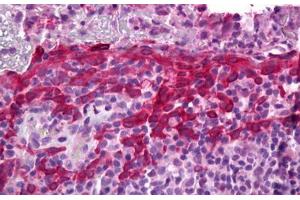 Anti-PTGES antibody IHC staining of human tonsil. (Prostaglandin E Synthase Antikörper)