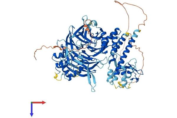 GTF3C4 Protein (AA 1-817) (His tag)