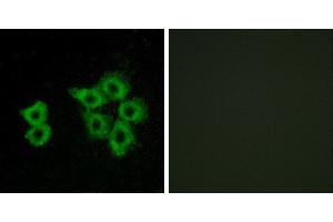 Peptide - +Western blot analysis of extracts from 293 cells, using AGTRL1 antibody. (Apelin Receptor Antikörper)