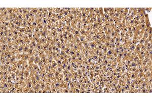 Detection of GHR in Mouse Liver Tissue using Polyclonal Antibody to Growth Hormone Receptor (GHR) (Growth Hormone Receptor Antikörper  (AA 36-266))