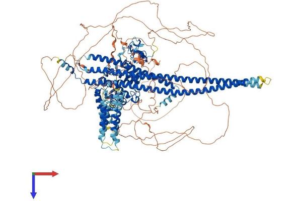 PARG1 Protein (AA 1-1261) (His tag)