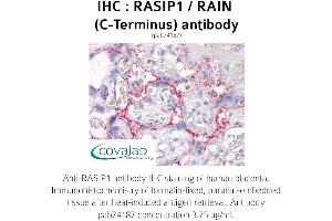 Image no. 1 for anti-Ras Interacting Protein 1 (RASIP1) (C-Term) antibody (ABIN1738746) (RASIP1 Antikörper  (C-Term))