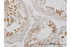 Image no. 1 for anti-Bol, Boule-Like (BOLL) (AA 185-284) antibody (ABIN599301) (BOLL Antikörper  (AA 185-284))