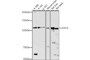 Western blot analysis of extracts of various cell lines, using ST antibody (ABIN7270304) at 1:500 dilution. (STAT2 Antikörper  (AA 650-750))