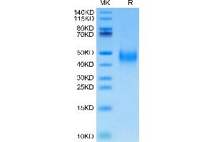 Cynomolgus CD27 on Tris-Bis PAGE under reduced condition. (CD27 Protein (AA 21-192) (His tag))