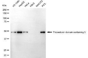 Western blotting analysis using thioredoxin domain containing 5 antibody (ABIN7800542). (TXNDC5 Antikörper)