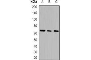 Western blot analysis of GTPBP2 expression in THP1 (A), K562 (B), Jurkat (C) whole cell lysates. (GTPBP2 Antikörper  (N-Term))