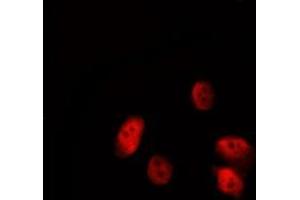 ABIN6277191 staining HepG2 by IF/ICC. (Histone 3 Antikörper  (N-Term))