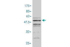 Western Blot detection against Immunogen (48. (VEGFB Antikörper  (AA 1-207))