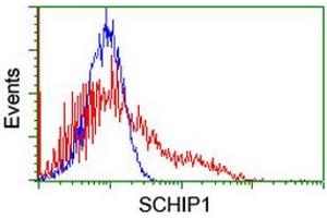 Flow Cytometry (FACS) image for anti-Schwannomin Interacting Protein 1 (SCHIP1) antibody (ABIN1500823) (SCHIP1 Antikörper)