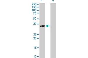 Western Blot analysis of MRPS2 expression in transfected 293T cell line by MRPS2 MaxPab polyclonal antibody. (MRPS2 Antikörper  (AA 1-296))