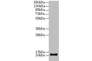 Western blot All lanes: TMEM141 antibody at 2 μg/mL + Hela whole cell lysate Secondary Goat polyclonal to rabbit IgG at 1/10000 dilution Predicted band size: 12 kDa Observed band size: 12 kDa (TMEM141 Antikörper  (AA 1-108))