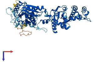 COASY Protein (AA 1-564) (His tag)