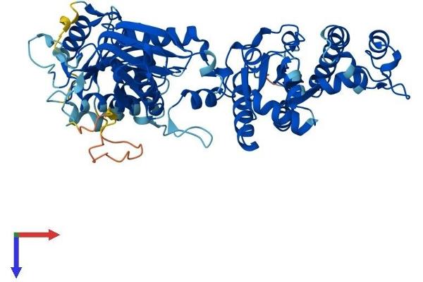 COASY Protein (AA 1-564) (His tag)