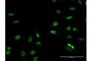 Immunofluorescence of purified MaxPab antibody to RFX2 on HeLa cell. (RFX2 Antikörper  (AA 1-723))