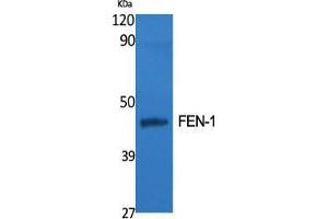 Western Blot (WB) analysis of specific cells using FEN-1 Polyclonal Antibody. (FEN1 Antikörper  (Internal Region))