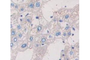 Figure. (CD11b Antikörper  (AA 301-451))