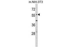 Image no. 1 for anti-Early Growth Response 1 (EGR1) (N-Term) antibody (ABIN452942) (EGR1 Antikörper  (N-Term))