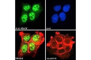 ABIN5539540 Immunofluorescence analysis of paraformaldehyde fixed A431 cells, permeabilized with 0. (HDAC6 Antikörper  (C-Term))