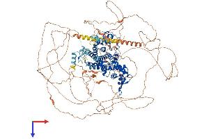 AlphaFold protein structure predicition of Mouse Recombinant Rc3h2 Protein, UniprotID P0C090 (RC3H2 Protein (AA 1-1187) (His tag))