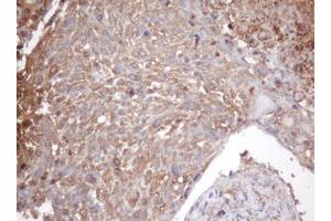 Image no. 1 for anti-Proteasome Subunit alpha 2 (PSMA2) (AA 50-234) antibody (ABIN1491567) (PSMA2 Antikörper  (AA 50-234))