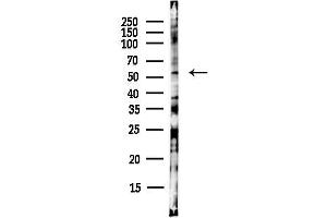 anti-WEE1 Homolog (S. Pombe) (WEE1) antibody