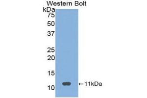 Western Blotting (WB) image for anti-Neuropeptide S (NPS) (AA 26-89) antibody (ABIN1860044) (NPS Antikörper  (AA 26-89))