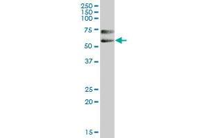 Western Blotting (WB) image for anti-Poliovirus Receptor-Related 2 (Herpesvirus Entry Mediator B) (PVRL2) (AA 1-479) antibody (ABIN519552)