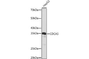 CDCA5 Antikörper