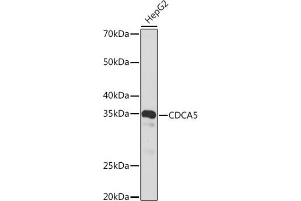 CDCA5 Antikörper