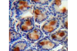 IHC-P analysis of Intestine tissue, with DAB staining. (AGGF1 Antikörper  (AA 21-123))