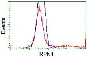 HEK293T cells transfected with either RC201554 overexpress plasmid (Red) or empty vector control plasmid (Blue) were immunostained by anti-RPN1 antibody (ABIN2455104), and then analyzed by flow cytometry. (RPN1 Antikörper)