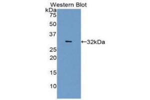 Western Blotting (WB) image for anti-Carbonic Anhydrase IV (CA4) (AA 19-283) antibody (ABIN5662061) (CA4 Antikörper  (AA 19-283))
