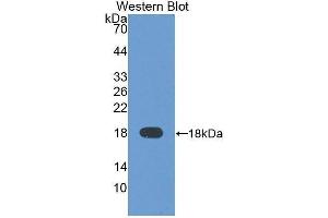 Western Blotting (WB) image for anti-alpha-Fetoprotein (AFP) (AA 31-171) antibody (ABIN1077783)