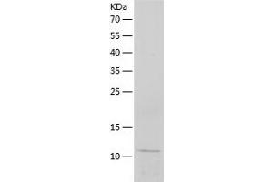 Western Blotting (WB) image for Apolipoprotein C-III (APOC3) (AA 21-99) protein (His tag) (ABIN7121870)